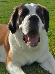 Luna the black red and white Saint Bernard yawns at the camera