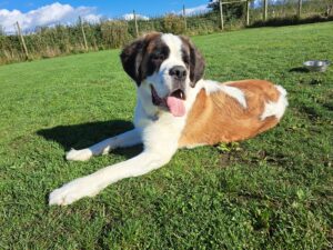 Luna the black red and white Saint Bernard stretches out on the grass and looks off to the side