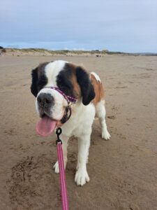 Luna the black red and white Saint Bernard stands on the beach
