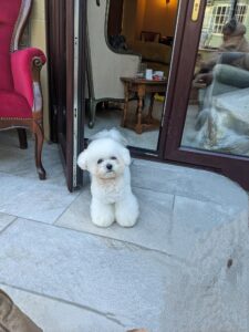 Mally the white Bichon Frise stands and looks at the camera 