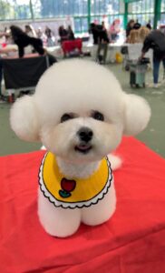 Mally the white Bichon Frise stands and smiles for the camera