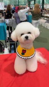 Mally the white Bichon Frise sits and looks at the camera with a yellow scarf
