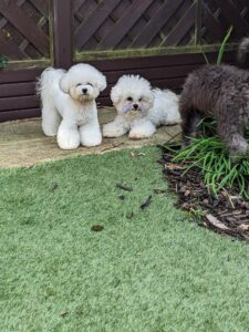 Mally the white Bichon Frise poses with a friend in the garden