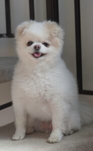 Winnie the Pomeranian looking white and fluffy.