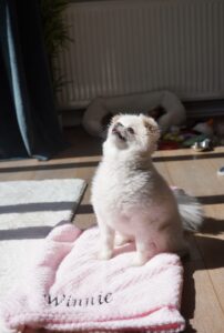 Winnie the Pomeranian looking up.