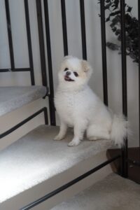 Winnie the Pomeranian smiling on the stairs.