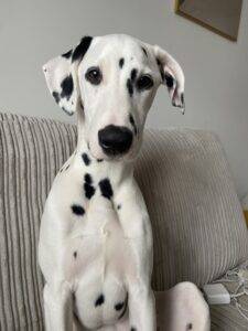 Bueno-Dalmation - sitting elegantly. 
