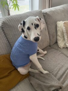 Bueno-Dalmation - with jumper on.