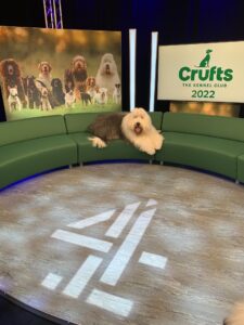 Delailah posing at Crufts 
