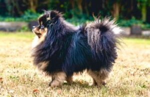 Honey the black and tan Pomeranian stands sideways