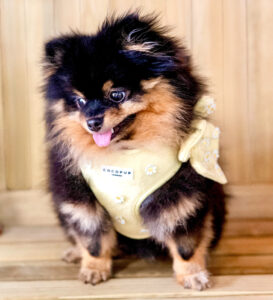 Honey the black and tan Pomeranian looks down at the floor