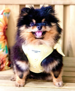 Honey the black and tan Pomeranian looks at the camera with her harness on
