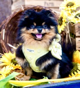 Honey the black and tan Pomeranian looks at the camera with her harness on