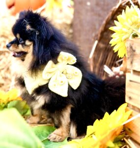 Honey the black and tan Pomeranian sits and looks to the side with a yellow bow on
