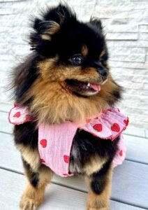 Honey the black and tan Pomeranian looks sideways with her harness on