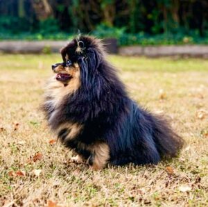 Honey the black and tan Pomeranian sits and looks sideways