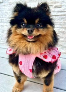 Honey the black and tan Pomeranian looks at the camera with her harness on