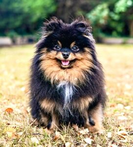 Honey the black and tan Pomeranian sits facing the camera