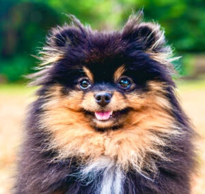 Honey the black and tan Pomeranian faces the camera