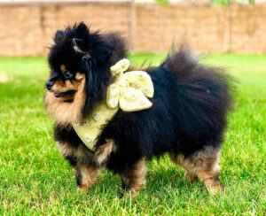 Honey the black and tan Pomeranian stands sideways with a yellow bow