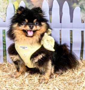 Honey the black and tan Pomeranian sits in front of a fence
