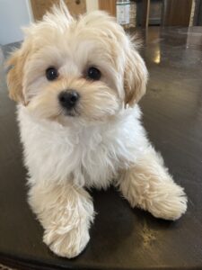 TInkerbell-Maltipoo posing for the camera.