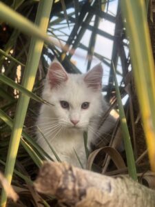 Ice Maine Coon hunting 