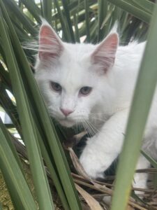 Ice-Maine Coon- playing in the long grass