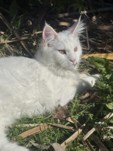Ice - Maine Coon relaxing in the sunshine. 