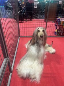 Pablo-Afghan Hound- posing on the red carpet. 