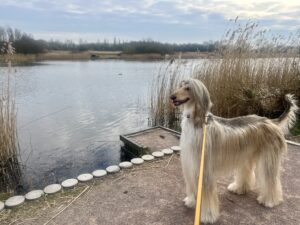 Pablo-Afghan Hound- by the water. 