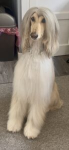 Pablo-Afghan Hound- looking elegant.