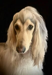 Pablo-Afghan Hound- looking demure.