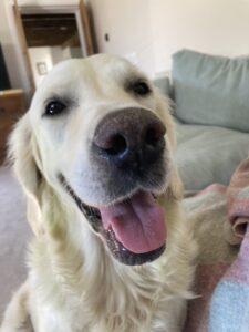 Sky - Golden Retriever - looking at camera.