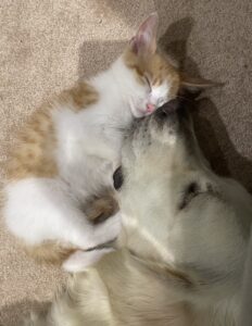 Sky - Golden Retriever - with the cat.