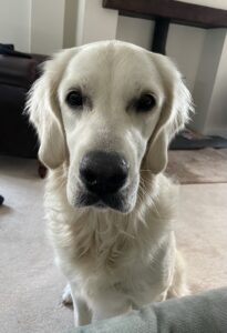 Sky - Golden Retriever - looking in thought.