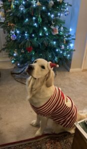 Sky - Golden Retriever - at Christmas.