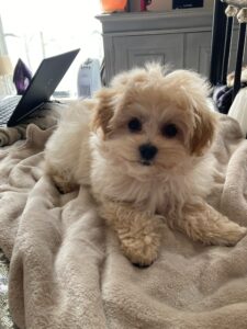 Tinkerbell - Maltipoo looking so cute.