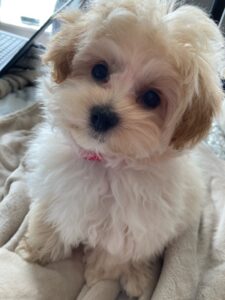 TInkerbell-Maltipoo looking at camera