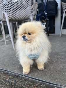 Brave - Pomeranian going for a walk.