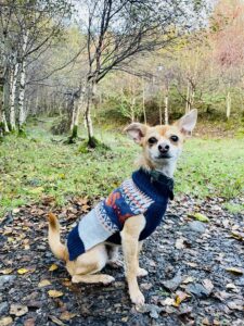 Churro-Chihuahua X Yorkshire Terrier- on a walk.
