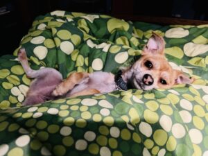 Churro-Chihuahua X Yorkshire Terrier-chilling.