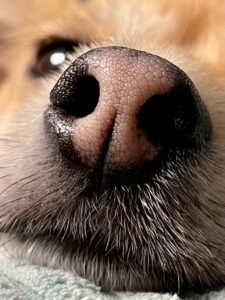 Churro-Chihuahua X Yorkshire Terrier-being nosey.