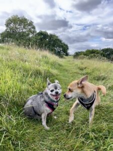 Churro-Chihuahua X Yorkshire Terrier-with friend.