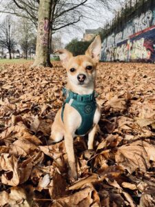 Churro-Chihuahua X Yorkshire Terrier - in the leaves. 
