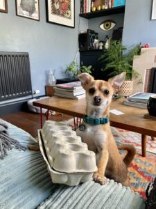 Churro-Chihuahua X Yorkshire Terrier-with egg box. 