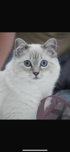 Claude - Ragdoll - posing for camera. 