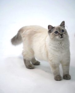 Claude - Ragdoll - waiting for treats. 