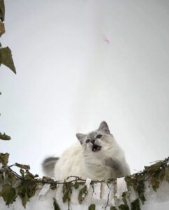 Claude - Ragdoll - opening mouth.