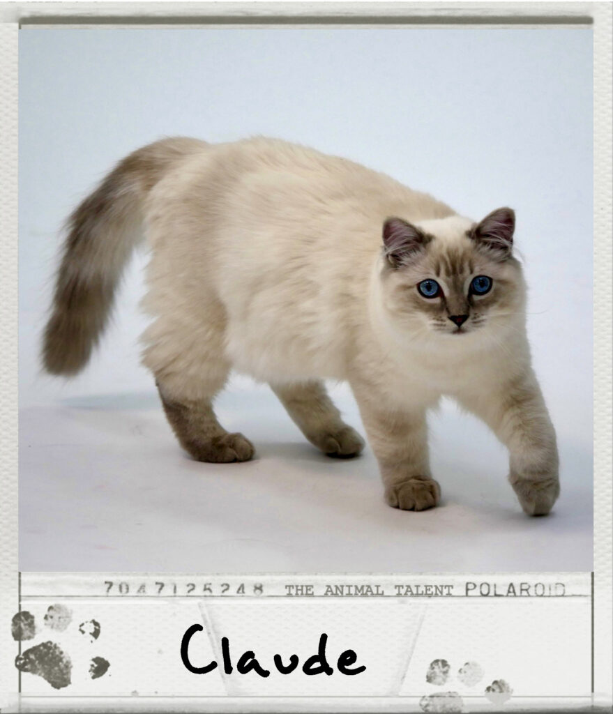 Claude Raffles Cat Claude-Ragdoll Cat – The Animal Talent Ltd
